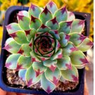 Hens & Chicks, beautiful purple 4Pcs Sempervivum tectorum, Sempervivum calcareum (Jordan Live plant)