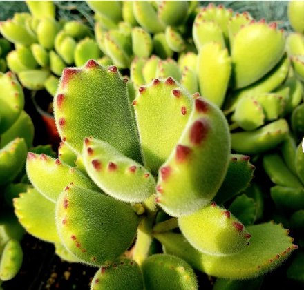 2 Live Plant Super Cute Bear Paw Succulent (Cotyledon Tomentosa) Succulent