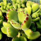 2 Live Plant Super Cute Bear Paw Succulent (Cotyledon Tomentosa) Succulent