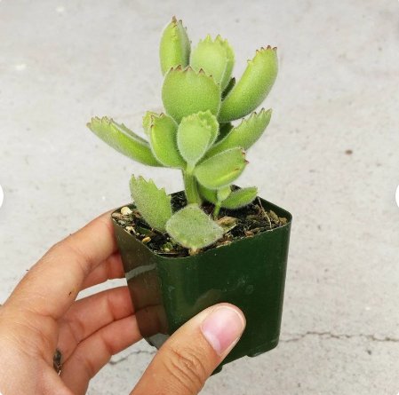 Succulent (Cotyledon Tomentosa) Succulent 4 Live Plant Super Cute Bear Paw