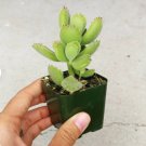 Succulent (Cotyledon Tomentosa) Succulent 4 Live Plant Super Cute Bear Paw