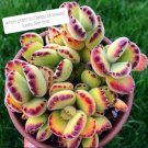 Succulent 8 Live Plant Succulent (Cotyledon Tomentosa) Super Cute Bear Paw