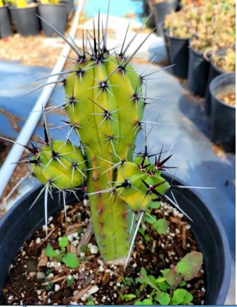 Succulent 1 Live Plant Polaskia Chichipe, Rare Cactus, Rare succulent.