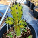 Succulent 1 Live Plant Polaskia Chichipe, Rare Cactus, Rare succulent.