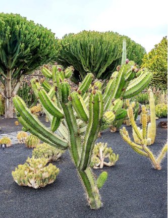 2 Live Plant Polaskia Chichipe, Rare Cactus, Succulent Rare succulent.