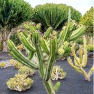 2 Live Plant Polaskia Chichipe, Rare Cactus, Succulent Rare succulent.
