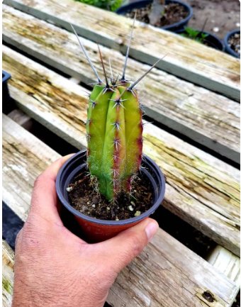 Rare Cactus, Succulent Rare succulent. 4 Live Plant Polaskia Chichipe