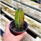 Rare Cactus, Succulent Rare succulent. 4 Live Plant Polaskia Chichipe