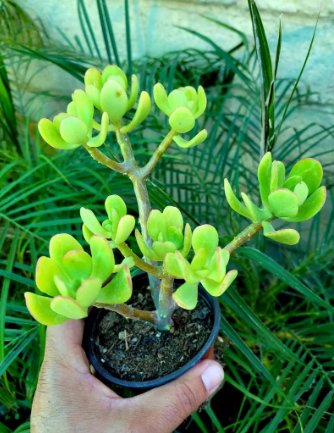1 Live Plant Sedum dendroideum Tree Stonecrop. Rare Succulents.