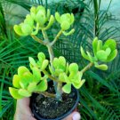 1 Live Plant Sedum dendroideum Tree Stonecrop. Rare Succulents.