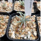 Avonia quinaria 2”pot 2Pcs Live Plant For Garden