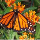 Butterfly Attractant Live Plant, 6" Pot 2Pcs Milkweed Flowering