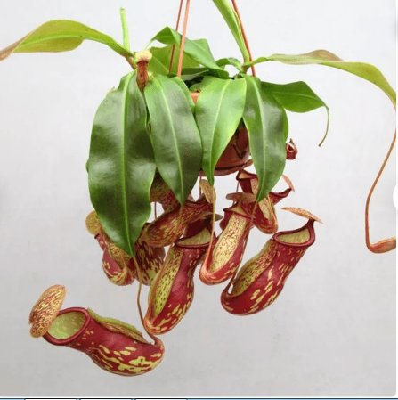 Nepenthes St Gaya Starter Plant 2Pcs Live Plant For Garden