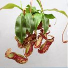 Nepenthes St Gaya Starter Plant 2Pcs Live Plant For Garden