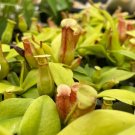 Nepenthes St Gaya Starter Plant 2Pcs Live Plant For Garden