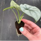 1Pcs Live Plant Alocasia Silver Dragon Starter Plant (Must Buy A Minimum For Garden