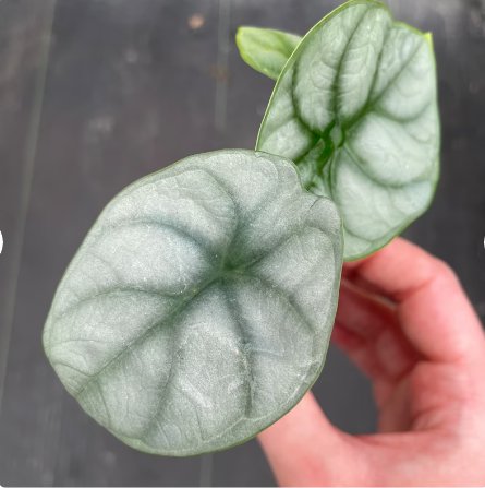 Dragon Starter Plant (Must Buy A Minimum For Garden 2Pcs Live Plant Alocasia Silver