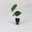 Alocasia Reginula Live Plant For Garden 4 Live Plant Black Velvet Elephant Ear