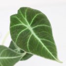 Live Plant For Garden 8 Live Plant Alocasia Reginula Black Velvet Elephant Ear