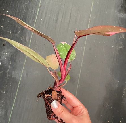 1 Live Plant Philodendron Pink Princess Starter Plant For Garden