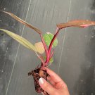 1 Live Plant Philodendron Pink Princess Starter Plant For Garden