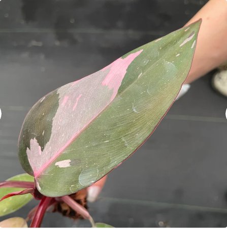 Pink Princess Starter Plant 2 Live Plant Philodendron For Garden