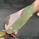 Pink Princess Starter Plant 2 Live Plant Philodendron For Garden