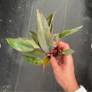 Starter Plant 4 Live Plant Pink Princess Philodendron For Garden