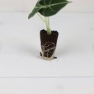 4 Black Velvet Elephant Alocasia Reginula Live Plant For Garden