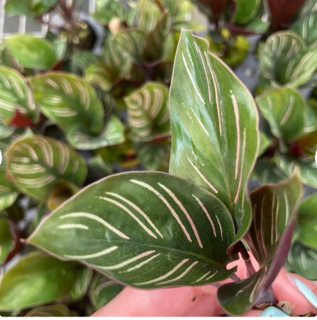 Calathea Ornata Starter Plant 4 Live Plant For Garden