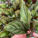 Calathea Ornata Starter Plant 4 Live Plant For Garden