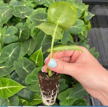 Alocasia Frydek Elephant Ear Starter Plant 2 Live Plant For Garden