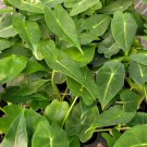 4 Live Plant Alocasia Frydek Elephant Ear Starter Plant For Garden