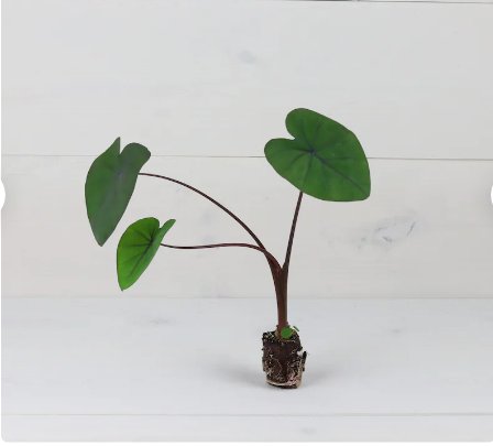 1 Live Black Coral Elephant Ear Plant Colocasia Esculenta Live Plant For Garden