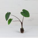 1 Live Black Coral Elephant Ear Plant Colocasia Esculenta Live Plant For Garden