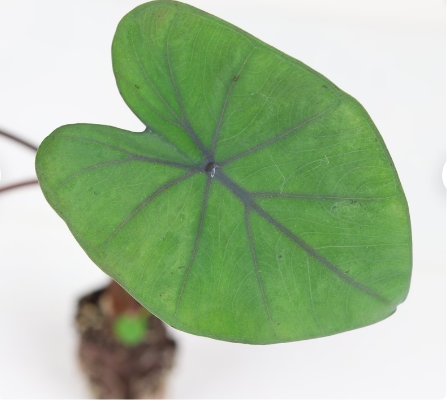 4 Live Black Coral Elephant Ear Plant Colocasia Esculenta Live Plant For Garden