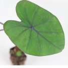 4 Live Black Coral Elephant Ear Plant Colocasia Esculenta Live Plant For Garden