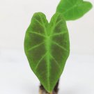 1 Live Plant Colocasia 'Illustris' Elephant Ear Starter Plant For Garden