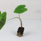 Colocasia 'Illustris' Elephant 2 Live Plant Ear Starter Plant For Garden
