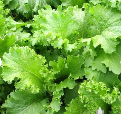 500 Seeds Plant Vegetable Southern Giant Curled Mustard Greens