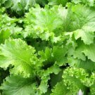 500 Seeds Plant Vegetable Southern Giant Curled Mustard Greens