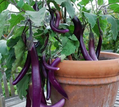 40 Seeds Plant Vegetable Long Purple Eggplant
