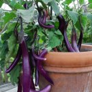 40 Seeds Plant Vegetable Long Purple Eggplant