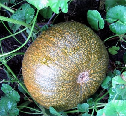 80 Seeds Plant Vegetable Small Sugar Pie Pumpkin