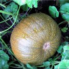 80 Seeds Plant Vegetable Small Sugar Pie Pumpkin