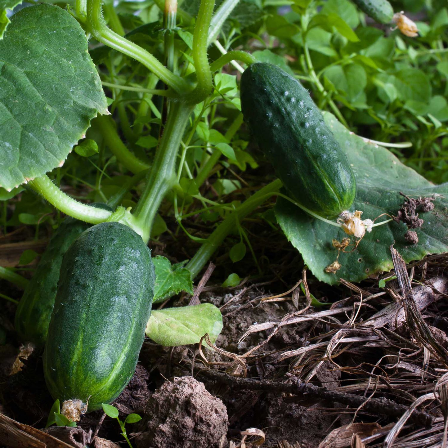 Vegetable Tendergreen Burpless Cucumber 30 Seeds