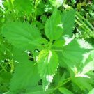 100 Seeds Stinging Nettle Seeds Urtica Dioica