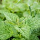 200 Seeds Stinging Nettle Seeds Urtica Dioica