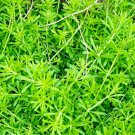 30 Seeds Plant Cleaver Seeds Galium Aparine Wild