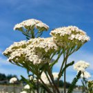 100 Seeds Plant Flower Yarrow Seeds Achillea Millefolium